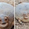 Huge Frog Becomes Internet Sensation As Viewers Are Left In Disbelief
