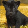 New Rare Black Jaguar Cub Brings New Hope To 'Near Threatened' Species