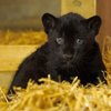 New Rare Black Jaguar Cub Brings New Hope To 'Near Threatened' Species