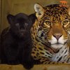 New Rare Black Jaguar Cub Brings New Hope To 'Near Threatened' Species
