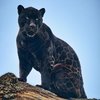 New Rare Black Jaguar Cub Brings New Hope To 'Near Threatened' Species