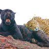 New Rare Black Jaguar Cub Brings New Hope To 'Near Threatened' Species