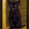 New Rare Black Jaguar Cub Brings New Hope To 'Near Threatened' Species