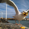 Google Buys Woman's Perfectly Timed Photo Of A Seagull Eating A Fry For Campaign