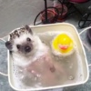 Adorable Late Hedgehog Chappi Was At His Happiest In His Tiny Bubble Bath