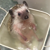 Adorable Late Hedgehog Chappi Was At His Happiest In His Tiny Bubble Bath