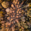 Canada-Based Start Up Encourages Reforestation With The Use Of Their Tree-Planting Drones