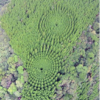 50-Year-Old Experiment Creates A Mysterious Japanese 'Crop Circle' Forest