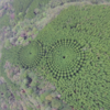 50-Year-Old Experiment Creates A Mysterious Japanese 'Crop Circle' Forest