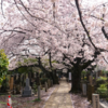 Japan's 'Tree Burials' Are Becoming The New Eco-Friendly Alternative Traditional Gravesites