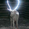 Finland Reindeer Get Reflective Antlers To Prevent Auto Accidents
