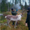 Finland Reindeer Get Reflective Antlers To Prevent Auto Accidents