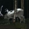 Finland Reindeer Get Reflective Antlers To Prevent Auto Accidents