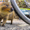 Cute Quokka Takes Selfie With Biker And Continues To Follow Him