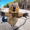 Cute Quokka Takes Selfie With Biker And Continues To Follow Him