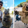 Cute Quokka Takes Selfie With Biker And Continues To Follow Him