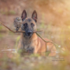 Dog And Owl Forms Adorable Unbreakable Bond