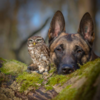 Dog And Owl Forms Adorable Unbreakable Bond
