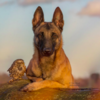 Dog And Owl Forms Adorable Unbreakable Bond