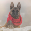 Dog And Owl Forms Adorable Unbreakable Bond