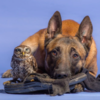 Dog And Owl Forms Adorable Unbreakable Bond