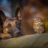 Dog And Owl Forms Adorable Unbreakable Bond