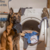 Dog And Owl Forms Adorable Unbreakable Bond
