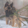 Dog And Owl Forms Adorable Unbreakable Bond