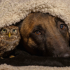 Dog And Owl Forms Adorable Unbreakable Bond
