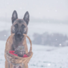 Dog And Owl Forms Adorable Unbreakable Bond