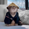 Fashionable Feline Becomes Instagram Model After a Hard Life On The Streets Of Dubai