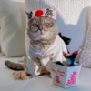 Fashionable Feline Becomes Instagram Model After a Hard Life On The Streets Of Dubai