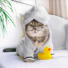 Fashionable Feline Becomes Instagram Model After a Hard Life On The Streets Of Dubai