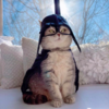 Fashionable Feline Becomes Instagram Model After a Hard Life On The Streets Of Dubai