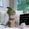 Fashionable Feline Becomes Instagram Model After a Hard Life On The Streets Of Dubai