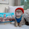 Fashionable Feline Becomes Instagram Model After a Hard Life On The Streets Of Dubai