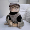 Fashionable Feline Becomes Instagram Model After a Hard Life On The Streets Of Dubai