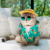 Fashionable Feline Becomes Instagram Model After a Hard Life On The Streets Of Dubai