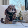 Fashionable Feline Becomes Instagram Model After a Hard Life On The Streets Of Dubai