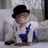 Fashionable Feline Becomes Instagram Model After a Hard Life On The Streets Of Dubai