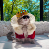 Fashionable Feline Becomes Instagram Model After a Hard Life On The Streets Of Dubai