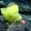 Deep Sea Expedition Leads To Finding Real-Life SpongeBob And Patrick In Atlantic Ocean
