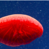 New Red Jellyfish Species Discovered In The Deep Sea During NOAA Expedition