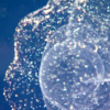 New Red Jellyfish Species Discovered In The Deep Sea During NOAA Expedition