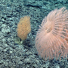 New Red Jellyfish Species Discovered In The Deep Sea During NOAA Expedition