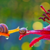 Photographer Reveals Whole New Intimate Side Of The Life Of Snails With Macro Photography
