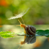 Photographer Reveals Whole New Intimate Side Of The Life Of Snails With Macro Photography