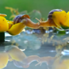 Photographer Reveals Whole New Intimate Side Of The Life Of Snails With Macro Photography