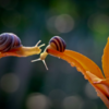 Photographer Reveals Whole New Intimate Side Of The Life Of Snails With Macro Photography