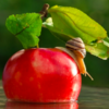 Photographer Reveals Whole New Intimate Side Of The Life Of Snails With Macro Photography